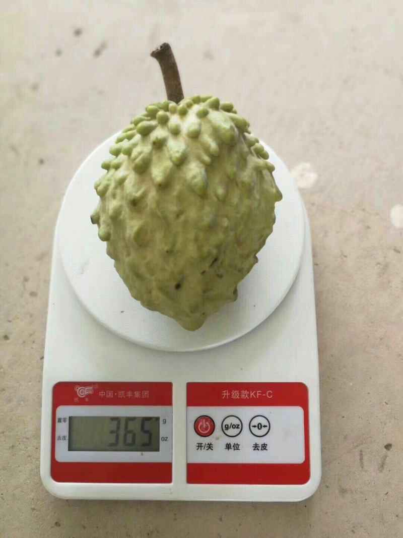 凤梨释迦