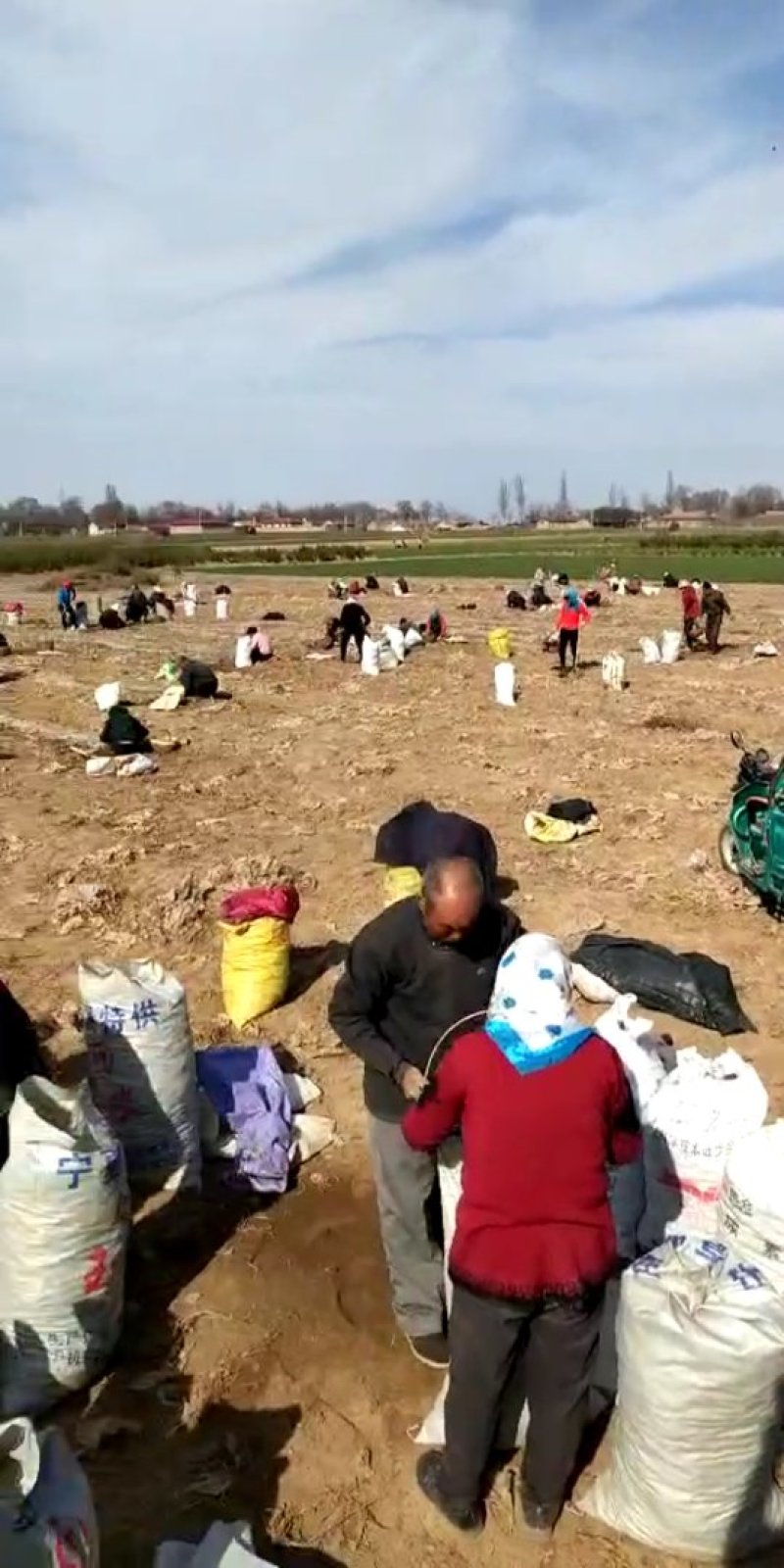 螺丝菜加工厂、出口专供