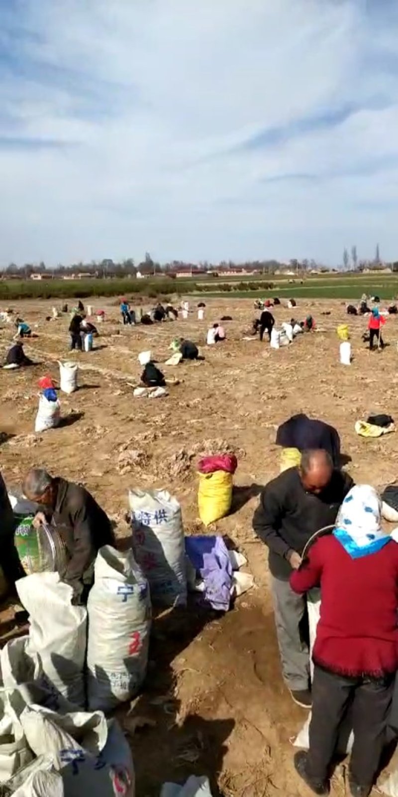 螺丝菜加工厂、出口专供