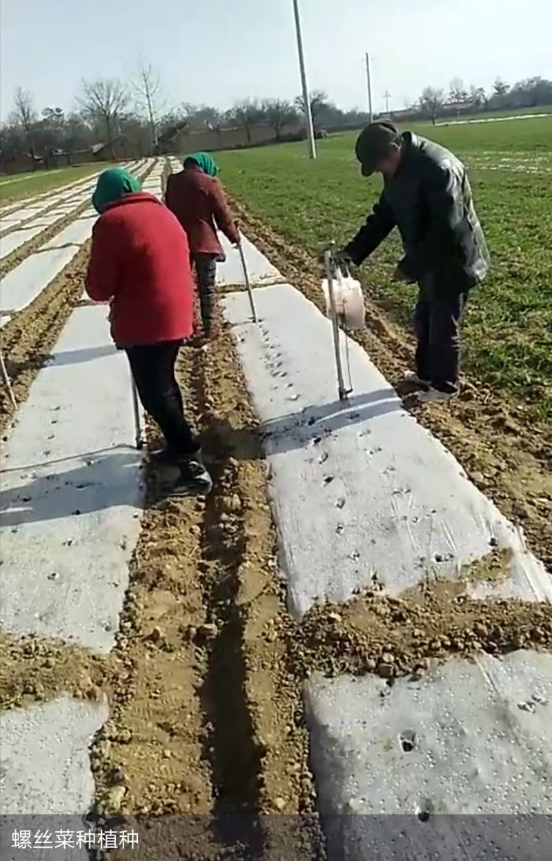 螺丝菜加工厂、出口专供