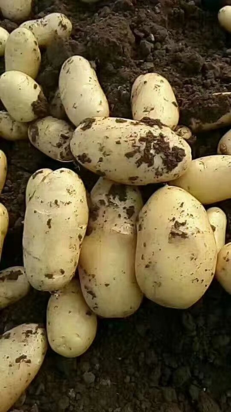 荷兰806四季种植抗病强产量高，提供种植技术