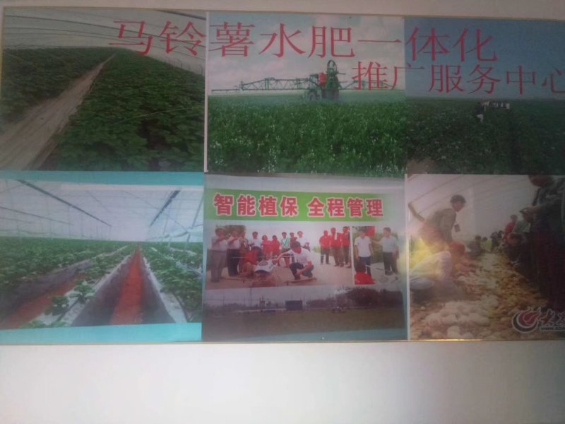荷兰806四季种植抗病强产量高，提供种植技术