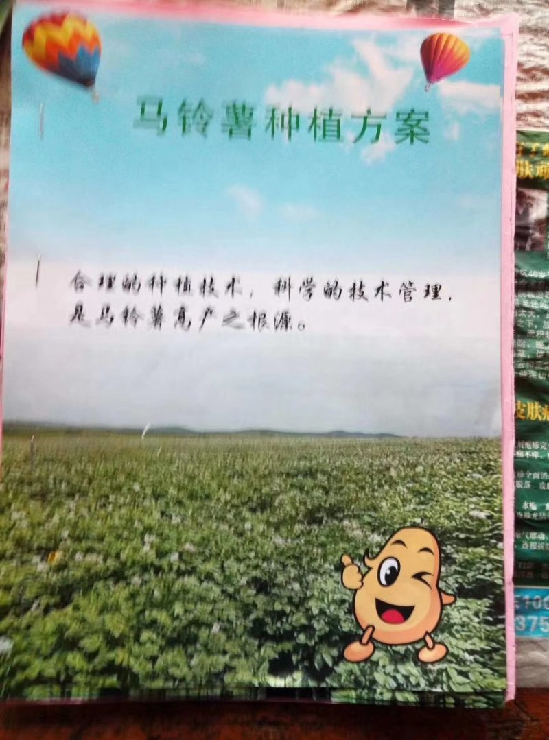 荷兰806四季种植抗病强产量高，提供种植技术