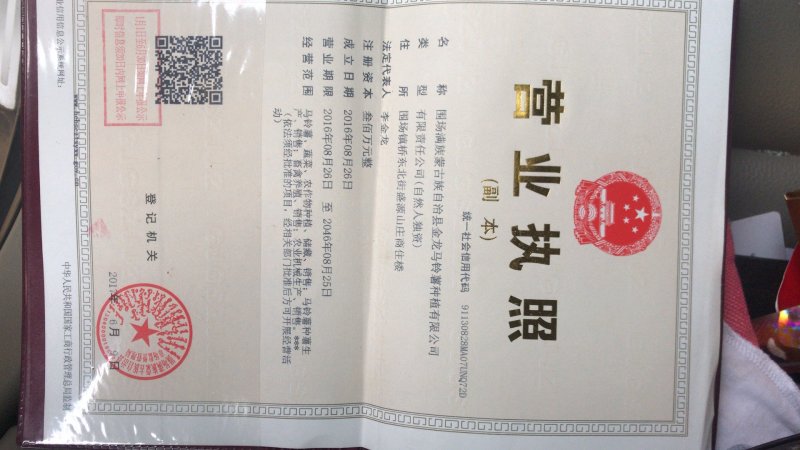 荷兰806四季种植抗病强产量高，提供种植技术