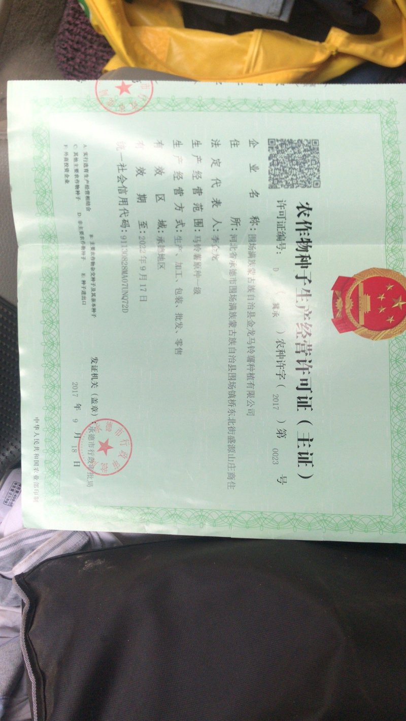 荷兰806四季种植抗病强产量高，提供种植技术