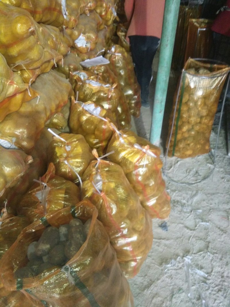 226冀张薯十二量大从优新鲜上市产地直发