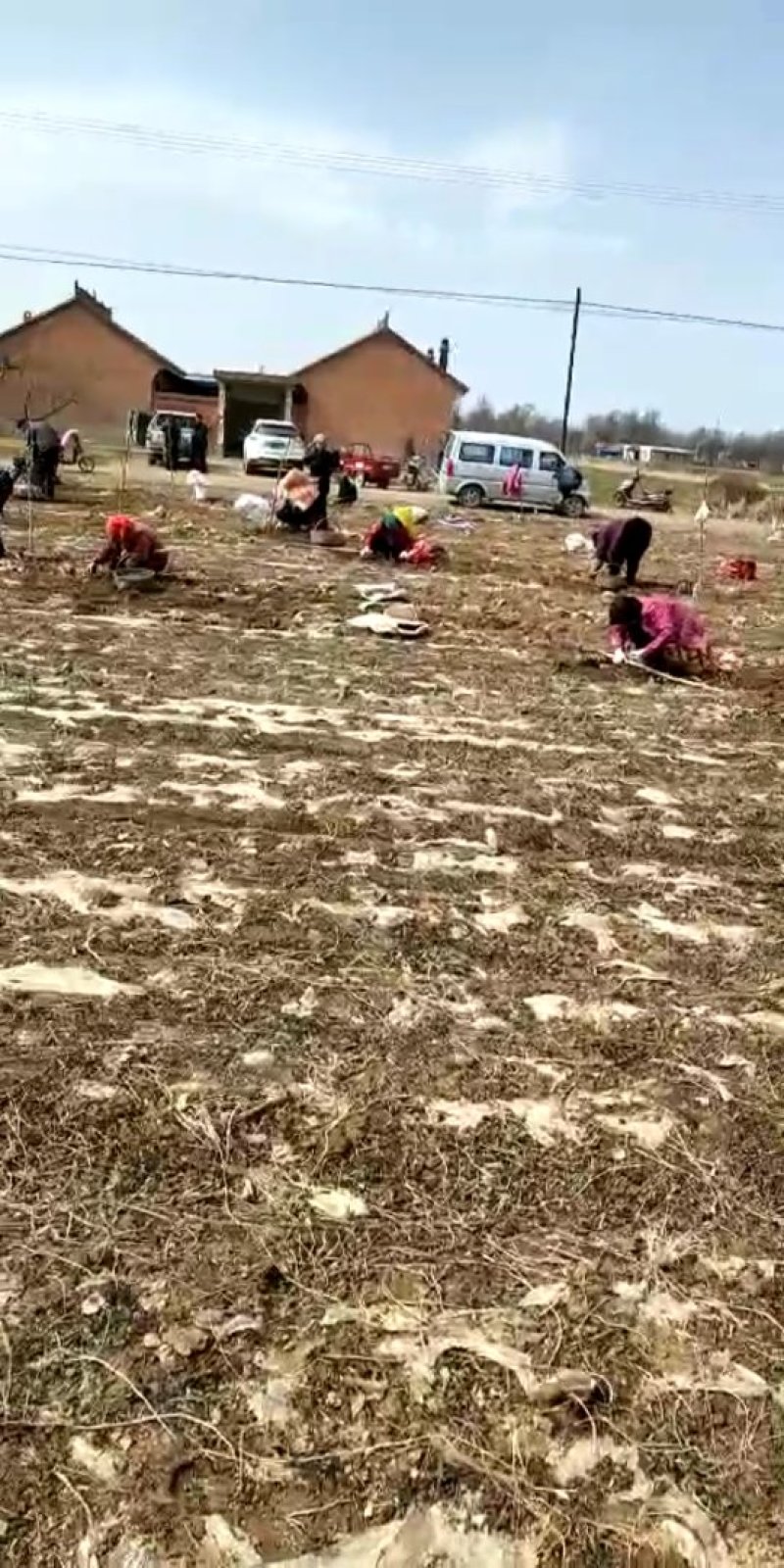 螺丝菜种子扶贫项目种子特供