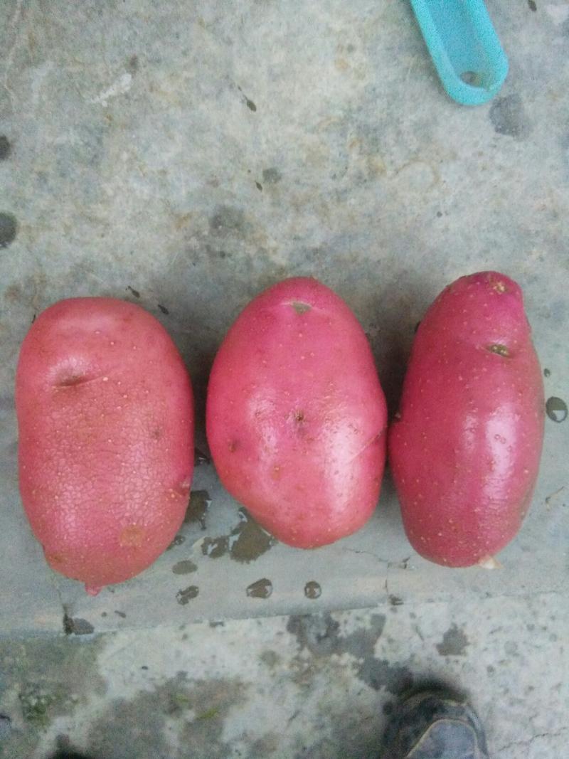 青薯9号土豆颜色红口感好量大从优旱地不烂产地直销欢迎实地考察