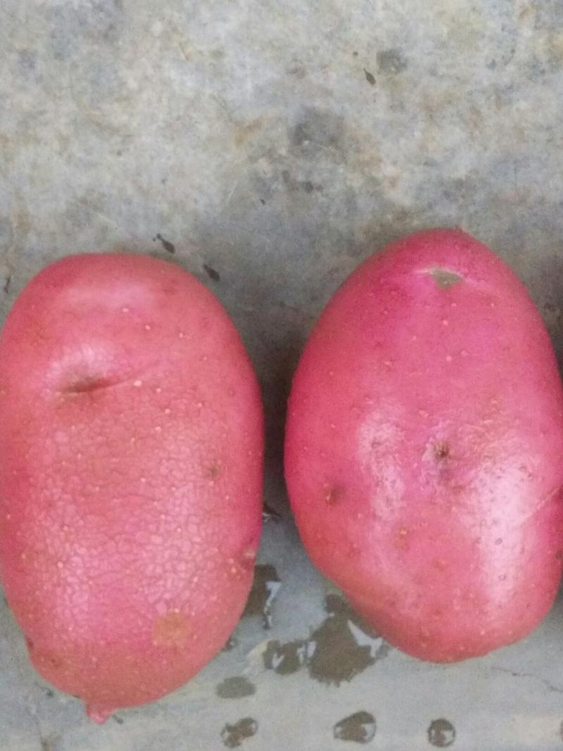 青薯9号土豆颜色红口感好量大从优旱地不烂产地直销欢迎实地考察