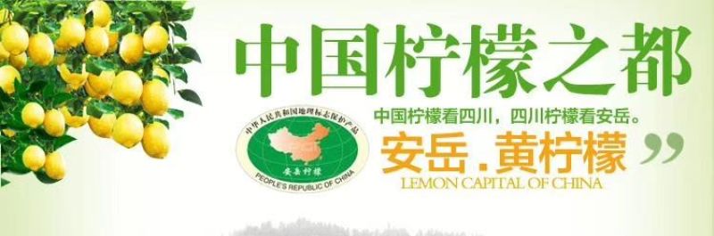 四川安岳尤力克柠檬！产地直销