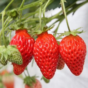 草莓苗20~30cm