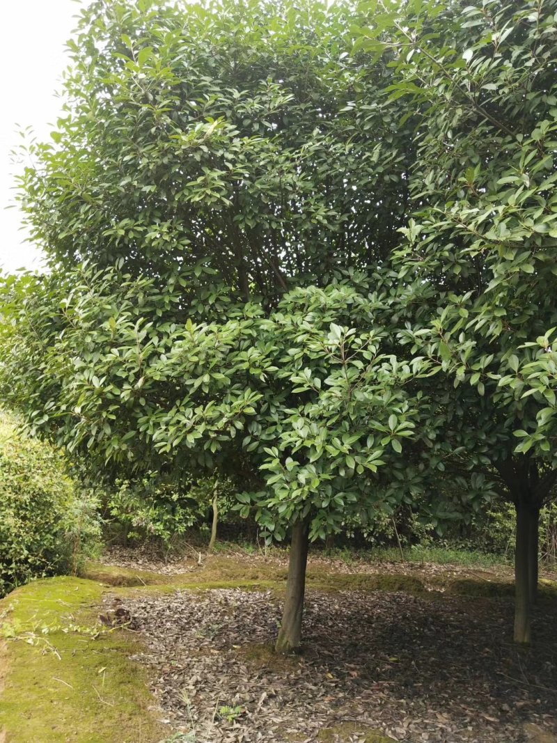 红叶石楠。。。。。。。。。