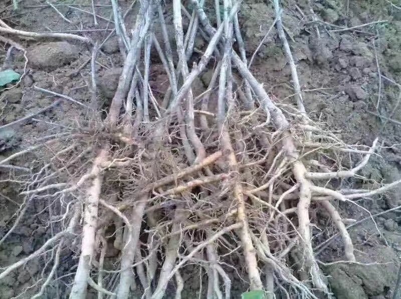 油牡丹苗
