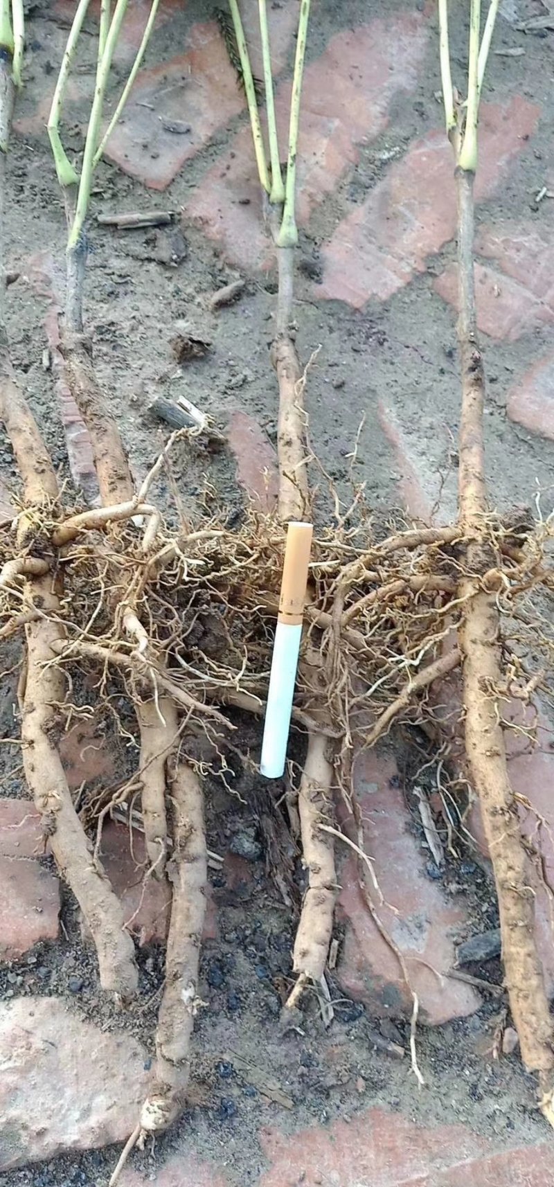 油牡丹苗