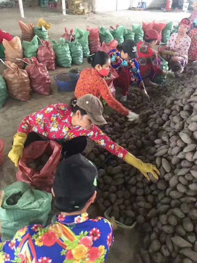 红薯商品薯紫心1两以上