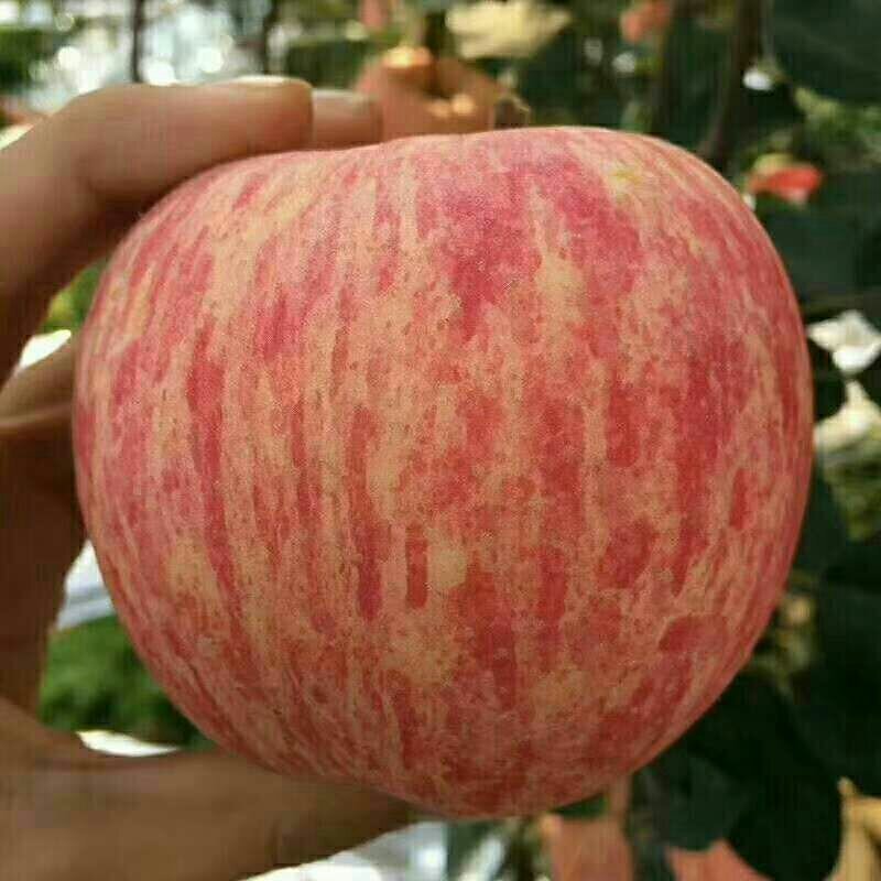 早生富士苹果大量出售看货定价质量决定货的价格