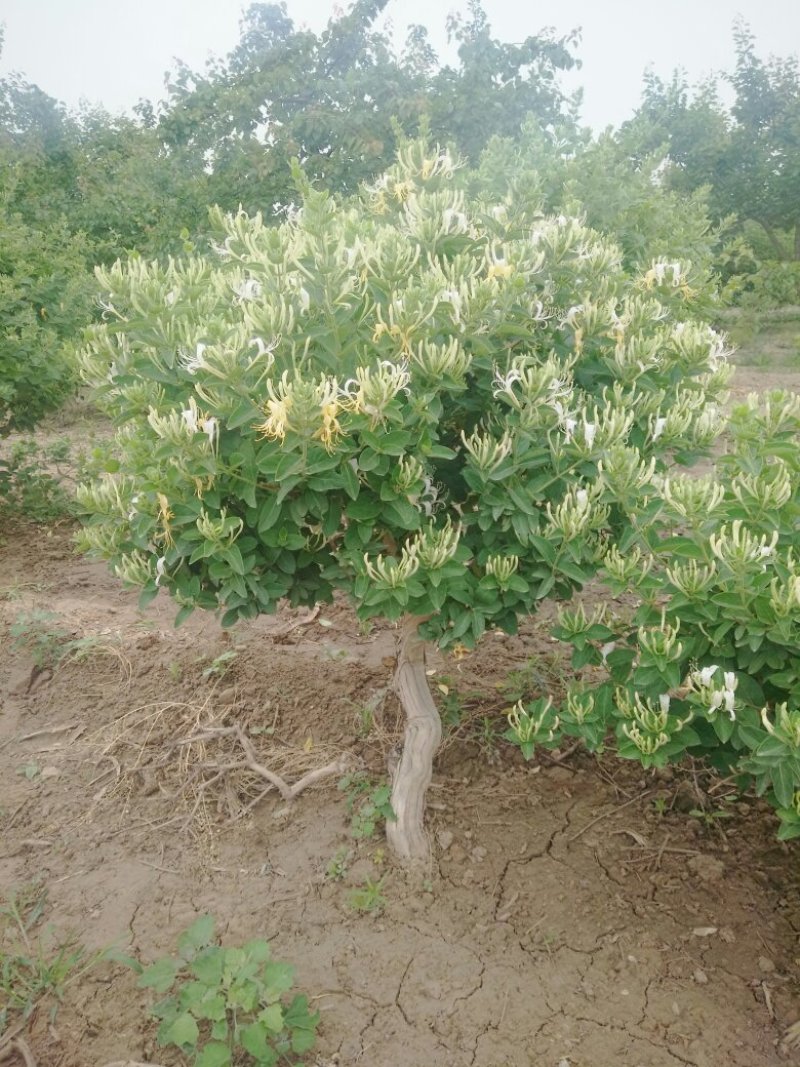金银花盆景