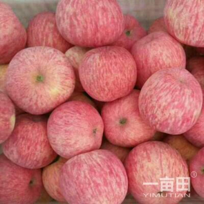 冷库红富士苹果产地价格行情低色泽漂亮大量开库出售