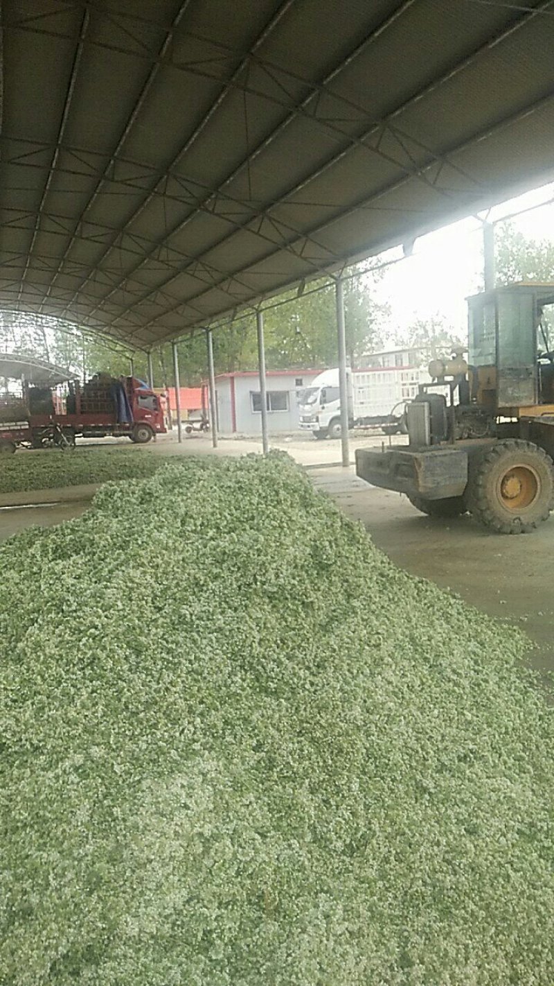 大批量供应优质韭菜花