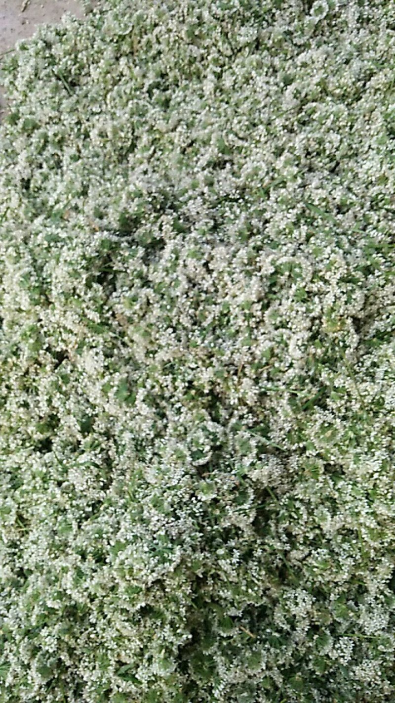 大批量供应优质韭菜花