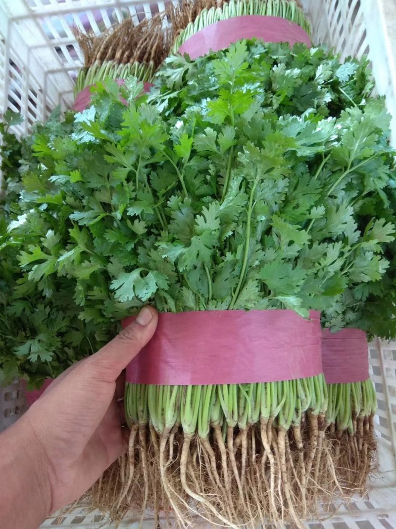 精品香菜，一年四季大量供应，需要的联系我。