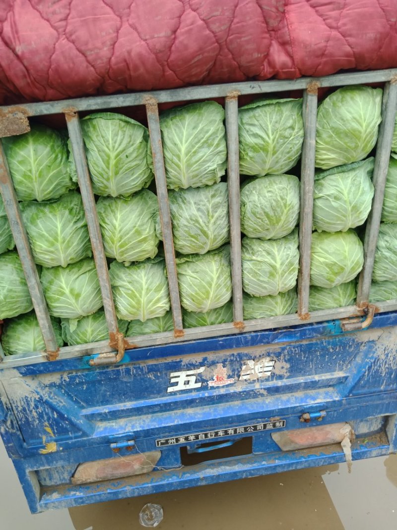 【精品】净菜甘蓝，可散装，袋装，也可根据客户需求提供包装