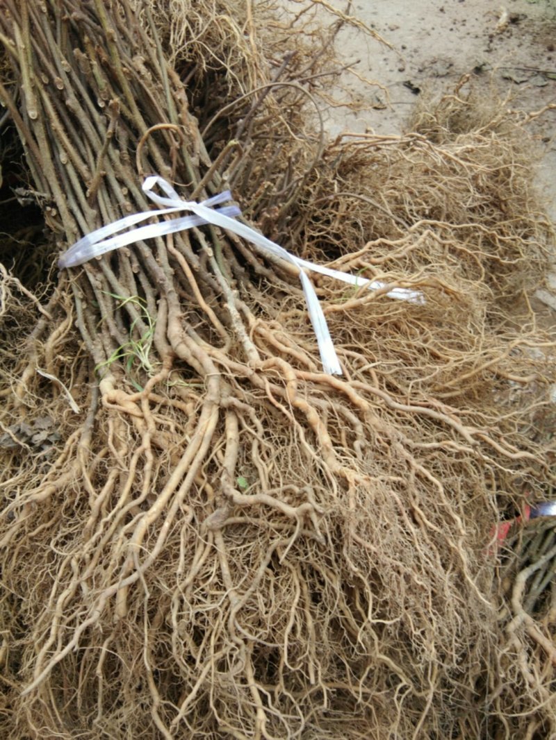 猕猴桃苗实生苗0.6~0.8cm30cm以下