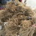 猕猴桃苗实生苗0.6~0.8cm30cm以下
