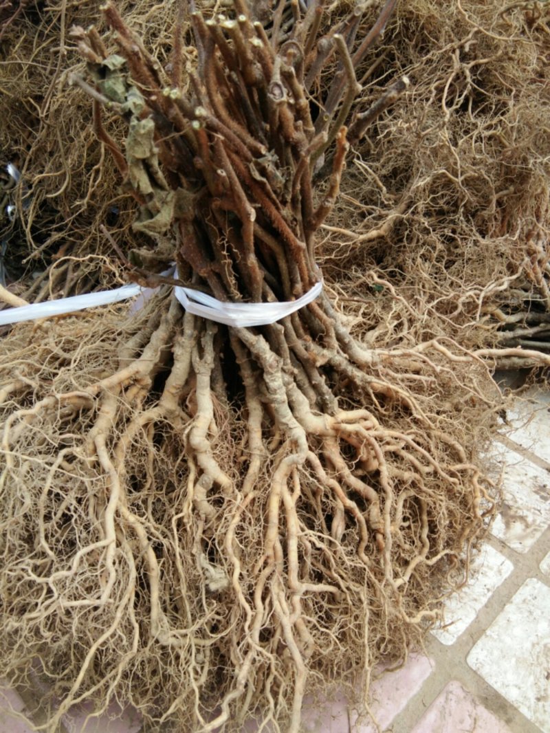 猕猴桃苗实生苗0.6~0.8cm30cm以下