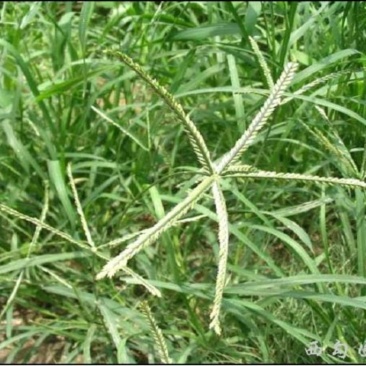牛筋草大货供应