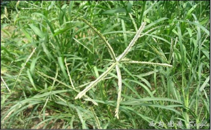 牛筋草大货供应