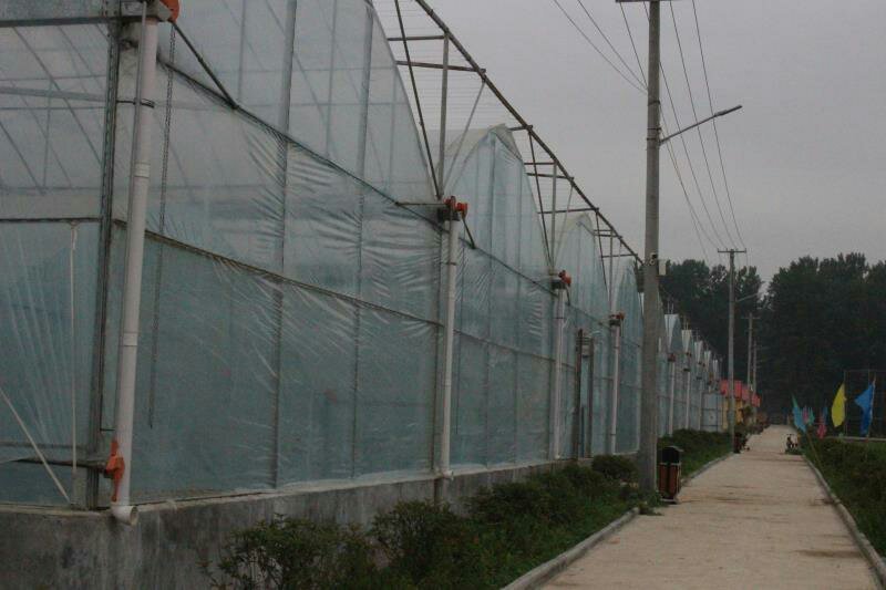 蔬菜连栋大棚