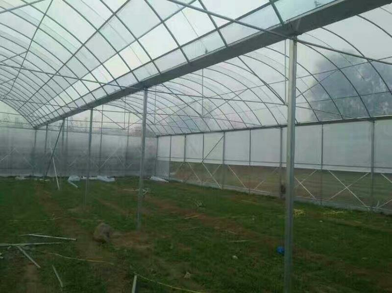 蔬菜连栋大棚