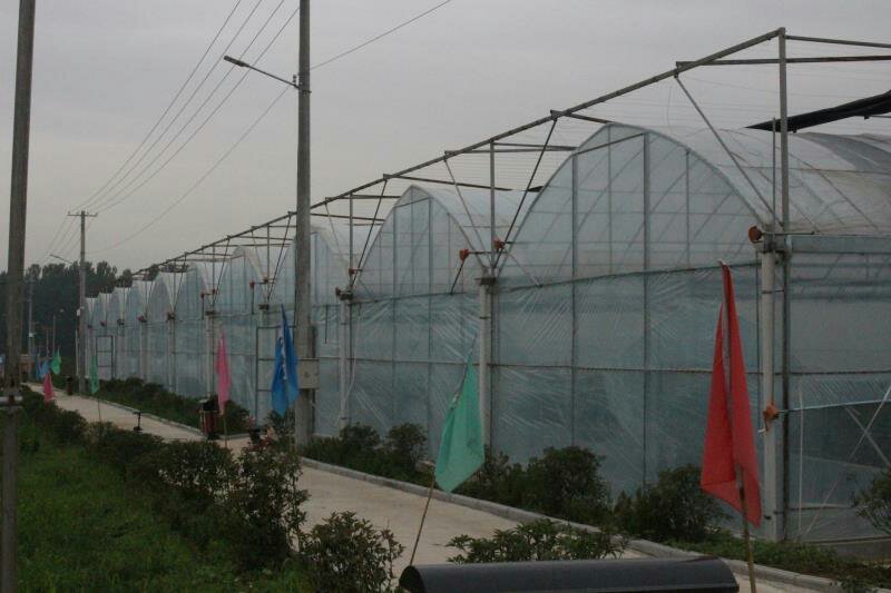 蔬菜连栋大棚
