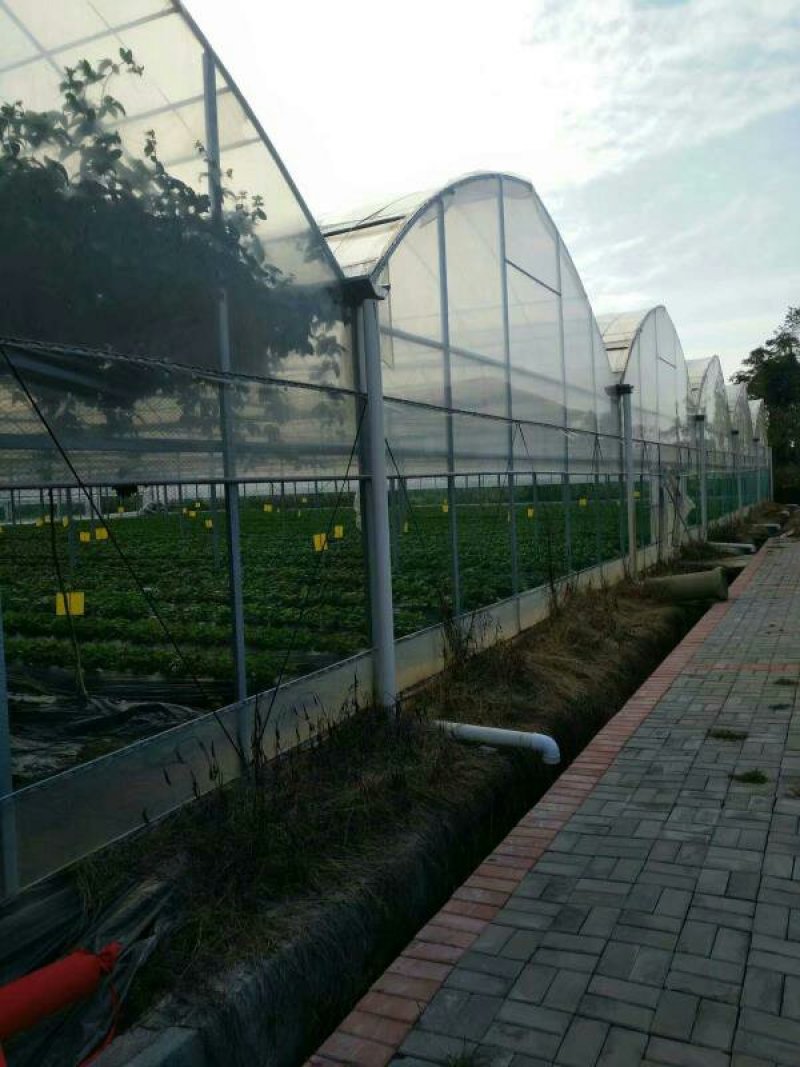 蔬菜连栋大棚