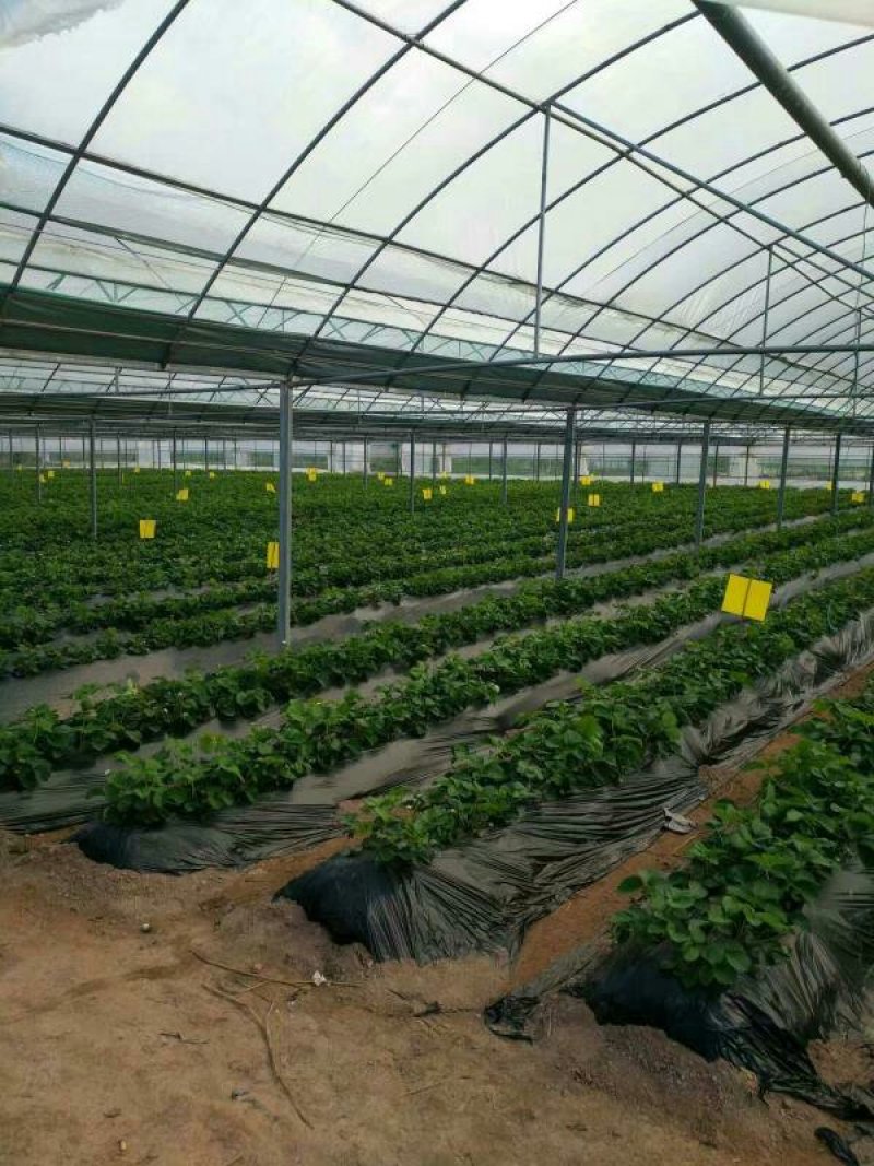 蔬菜连栋大棚