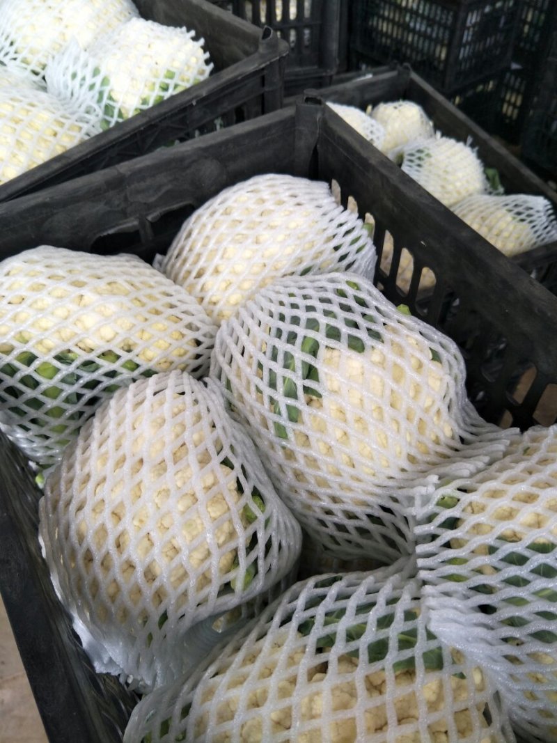 【热卖中】青梗白面散花基地直供专业代办代发代储存