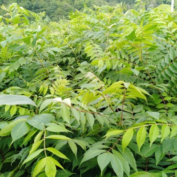 黄柏苗