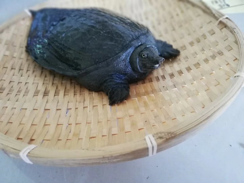 长江口乌鳖