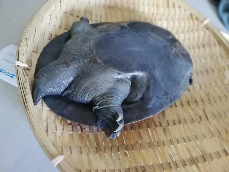长江口乌鳖