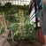 三青莴笋
