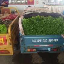 生菜，形状扇子行，叶绿，棵子大小适中，黄叶，青叶都有货