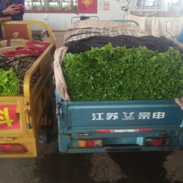 生菜，形状扇子行，叶绿，棵子大小适中，黄叶，青叶都有货