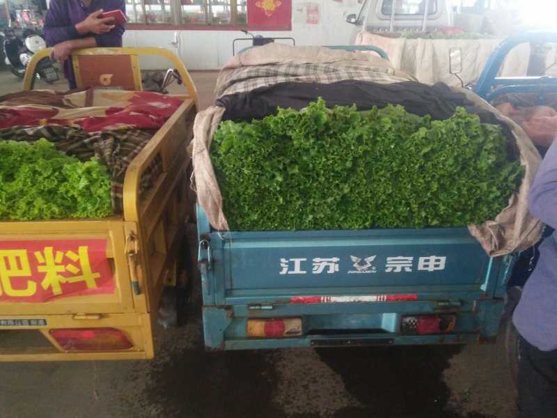 生菜，形状扇子行，叶绿，棵子大小适中，黄叶，青叶都有货