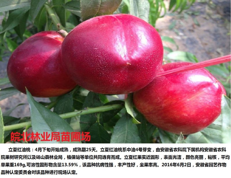 立夏红油桃树苗，5月初成熟，特早熟黄肉油桃
