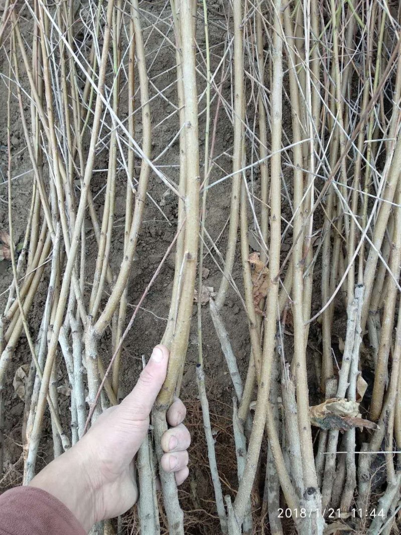 立夏红油桃树苗，5月初成熟，特早熟黄肉油桃