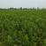 立夏红油桃树苗，5月初成熟，特早熟黄肉油桃