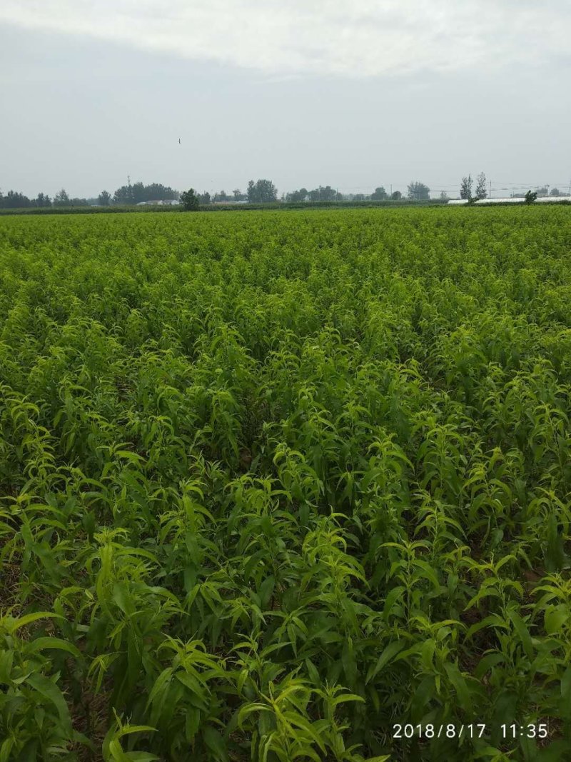 立夏红油桃树苗，5月初成熟，特早熟黄肉油桃