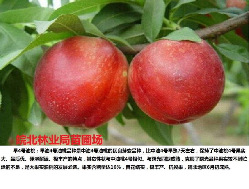 立夏红桃苗，本人承诺:包品种，包结果，技术服务，死苗补发