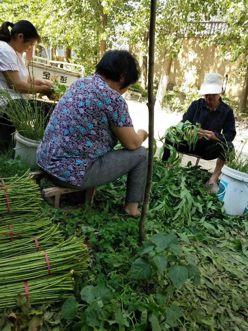 立夏红桃苗，本人承诺:包品种，包结果，技术服务，死苗补发